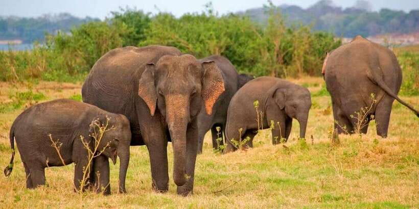 Pottuvil Lagoon Eco Tour : Mangrove Adventure in Arugam Bay - Key points to know before you go