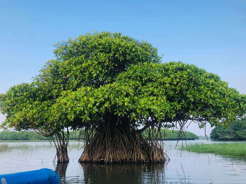Pottuvil Lagoon Eco Tour : Mangrove Adventure in Arugam Bay - A quiet wildlife outing beyond Arugam Bay