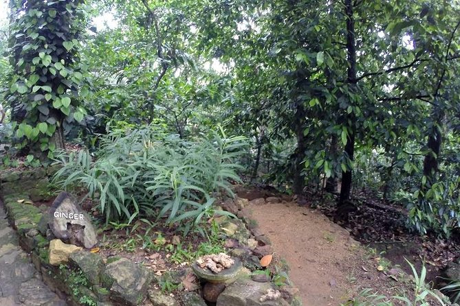 Private Dambulla Sigiriya Tour from Kandy with Lunch - Minneriya National Park and the elephant safari