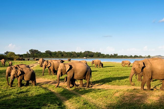 Private Day Tour from Colomb to Yala Safari (Leopard Safari Tour) - Key points at a glance