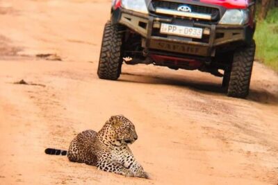 Private Day Tour from Colomb to Yala Safari (Leopard Safari Tour)
