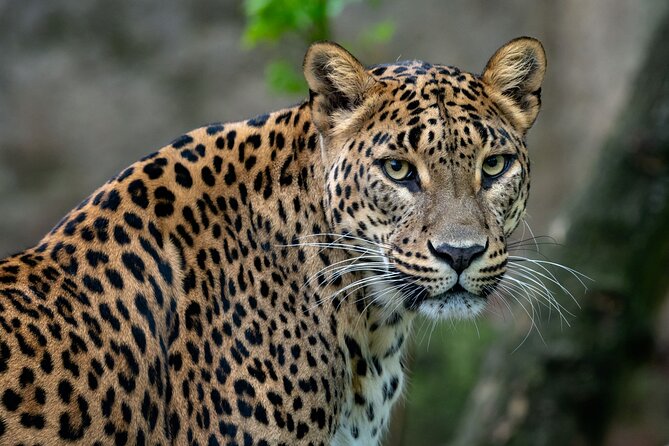 Private Day Tour: Yala National Park Safari Tour from Galle & Weligama - Key points at a glance