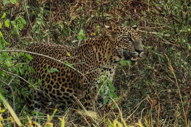 Private Day Tour: Yala National Park Safari Tour from Galle & Weligama - Five hours in Yala National Park