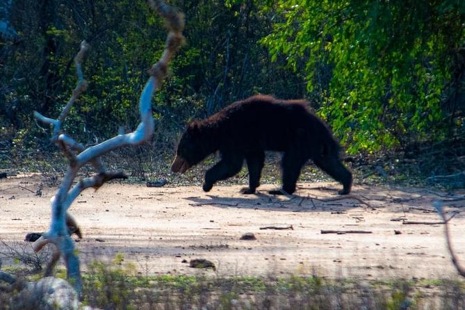 Private Day Tour: Yala National Park Safari Tour from Galle & Weligama - A home-cooked Sri Lankan lunch with a local family