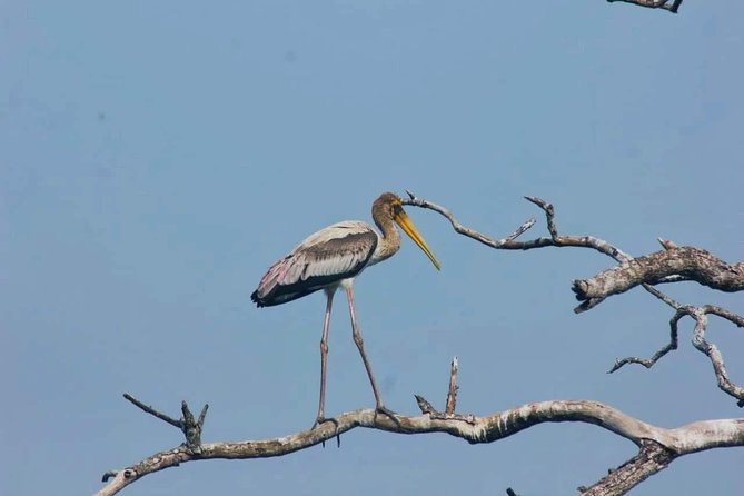Private Day Tour: Yala National Park Safari Tour from Galle & Weligama - Who should book this private day trip?