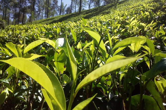 Private Day trip Kandy & pinnawala with your selected attractions - A long but useful road from Colombo to Kandy