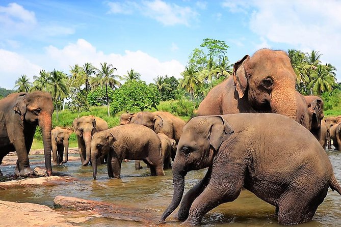 Private Day Trip to Sigiriya, cave and National park Safari Tour - A private car is useful on this route
