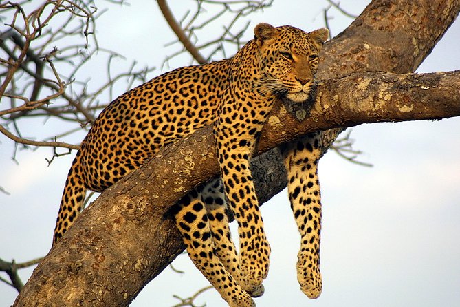 Private Day Trip to Yala National Park from Colombo - Why this Colombo to Yala trip is worth considering