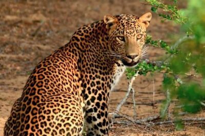 Private Day Trip to Yala National Park from Colombo