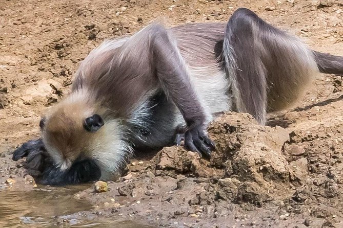 Private Day Trip to Yala National Park from Colombo - The meal plan needs careful checking