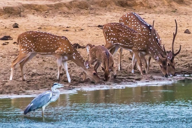 Private Day Trip to Yala National Park from Colombo - Yala is the main event