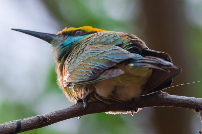 Private Day Trip to Yala National Park from Colombo - What the driver-guide adds