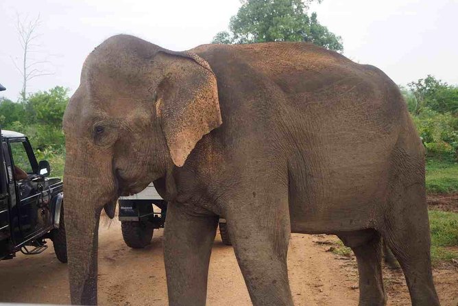 Private Day Trip to Yala National Park from Colombo - Is $180 per person fair?