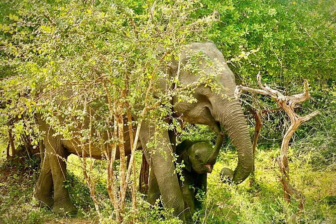 Private Full Day Udawalawe Safari Trip with Lunch - Lunch, water, and what the $120 covers