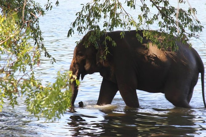 Private Half Day Safari in Udawalawe National Park - Key points to know before you book