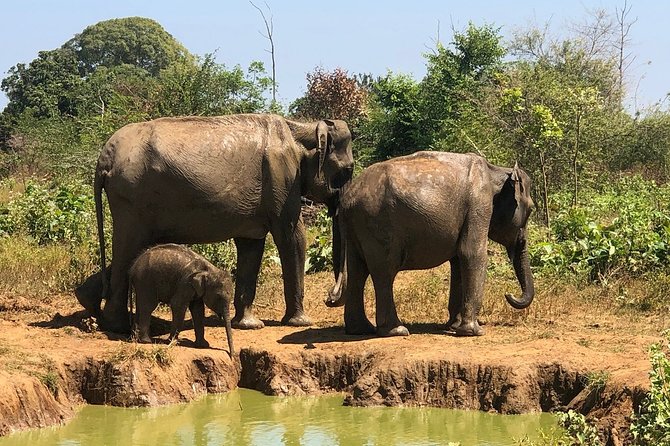 Private Half Day Safari in Udawalawe National Park - Why Udawalawe works so well for a short safari