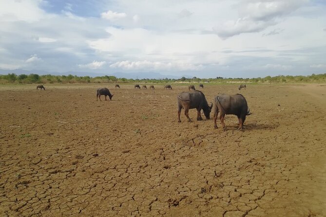 Private Half Day Safari in Udawalawe National Park - Crowds, comfort, and the limits of a short drive