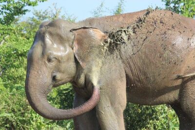 Private Half Day Safari in Udawalawe National Park
