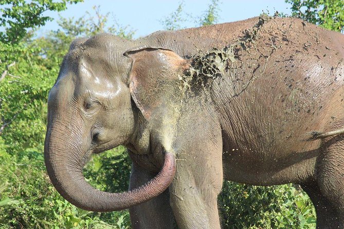 Private Half Day Safari in Udawalawe National Park - Inside the park: three hours in a private 4WD jeep