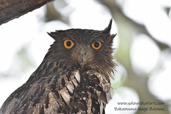Private Half Day Safari Tour to Yala NP From Tangalle and Drop Back - A 5 AM start from Sri Lanka’s south coast