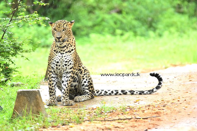 Private Half Day Safari Tour to Yala NP From Tangalle and Drop Back - Inside Yala, the big three set the agenda