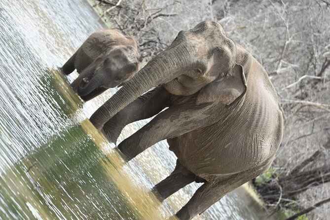 Private Half Day Safari Tour to Yala NP From Tangalle and Drop Back - The noon to 2 PM lunch break