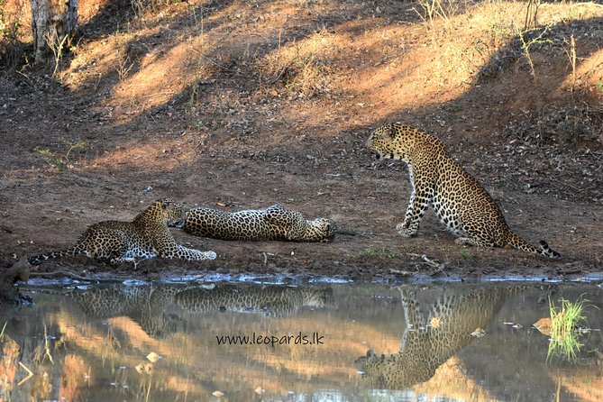 Private Half Day Safari Tour to Yala NP From Tangalle and Drop Back - The four pickup areas and what they mean