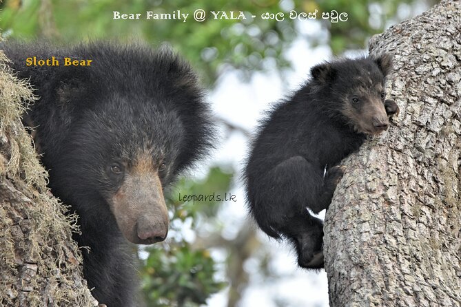 Private Half Day Safari Tour to Yala NP From Tangalle and Drop Back - Is $200 per person fair value?