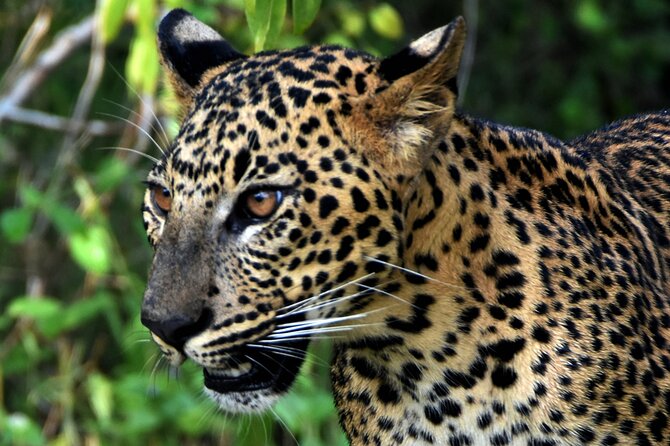 Private Half Day Safari Tour to Yala NP From Tangalle and Drop Back - Who will enjoy this safari most?