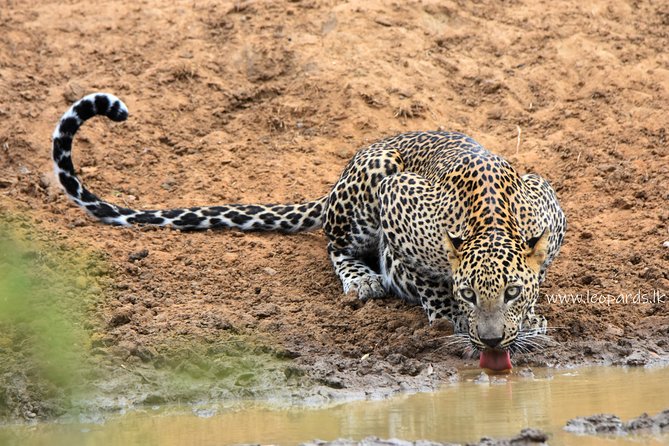 Private Half Day Safari Tour to Yala NP From Tangalle and Drop Back - The private Hilux makes the day more flexible