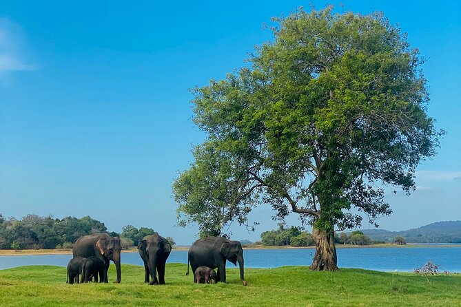 Private Jeep Safari at Minneriya and Kaudulla National Parks - Key points to know before you book