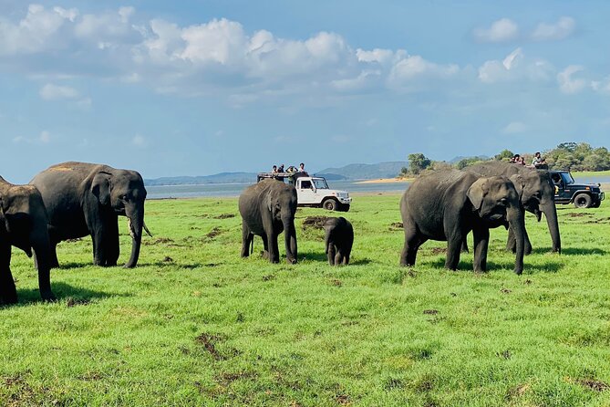 Private Jeep Safari at Minneriya and Kaudulla National Parks - Choosing between Minneriya, Kaudulla, and Hurulu