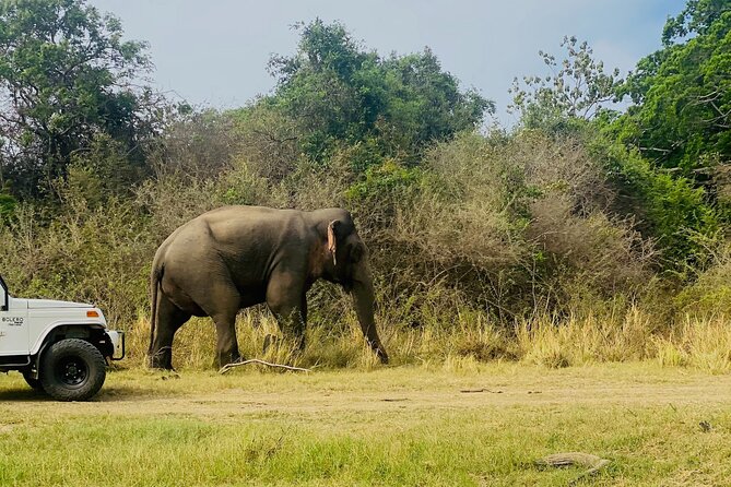 Private Jeep Safari at Minneriya and Kaudulla National Parks - The human side: Danu, Dani, and careful driving