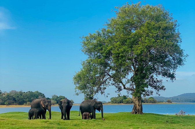 Private Jeep Safari at Minneriya and Kaudulla National Parks - The real price, including the park entrance
