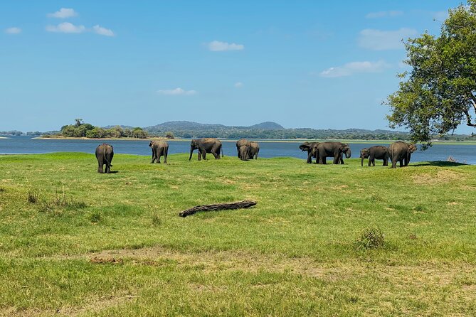 Private Jeep Safari at Minneriya and Kaudulla National Parks - Who should choose this safari