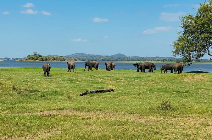 Private Jeep Safari at Minneriya and Kaudulla National Parks - Booking, cancellation, and useful planning details
