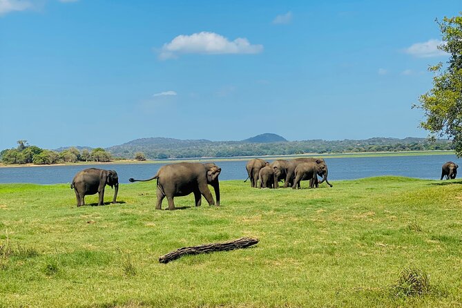 Private Jeep Safari at Minneriya and Kaudulla National Parks - What the three-hour park drive feels like