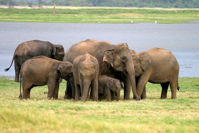 Private Jeep Safari at Minneriya National Park - Key points to know before booking