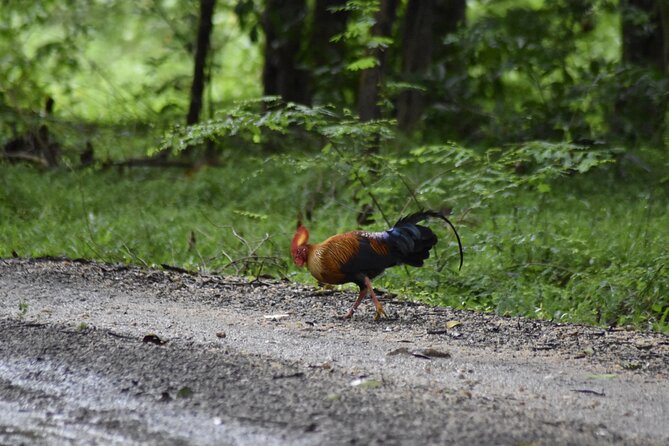 Private Jeep Safari at Minneriya National Park - Half Day Tour - Key points at a glance
