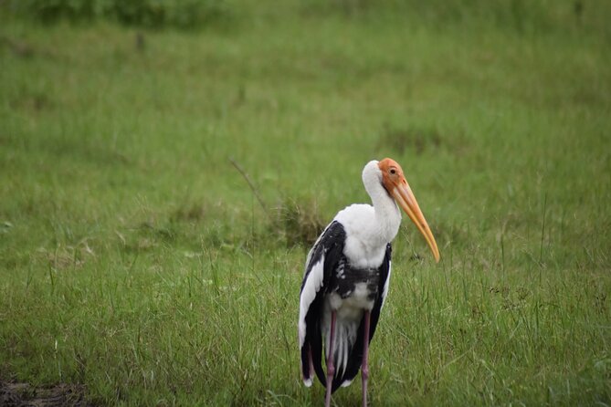 Private Jeep Safari at Minneriya National Park - Half Day Tour - Why the flexible park choice matters