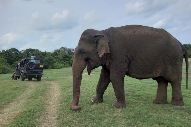 Private Jeep Safari at Minneriya National Park to Visit Elephants - The ethical question: getting close without getting intrusive