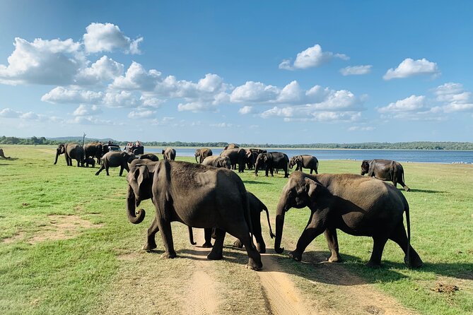 Private Jeep Safari at Minneriya National Park to Visit Elephants - Price, extra fees, and overall value