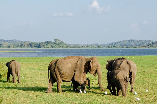 Private Jeep Safari at Minneriya National Park to Visit Elephants - What to bring and how to prepare