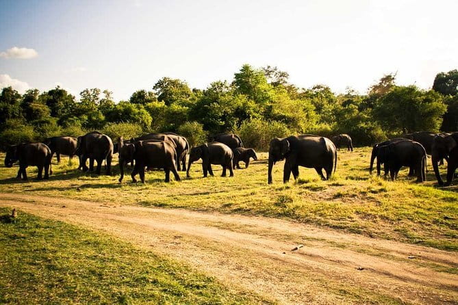 Private Jeep Safari To one of a Best National Park - The private jeep changes the feel of the safari