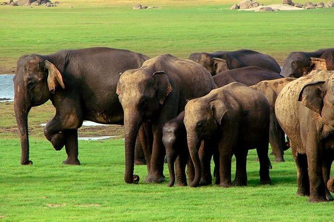 Private Jeep Safari To one of a Best National Park - Kaudulla National Park, another four-hour route