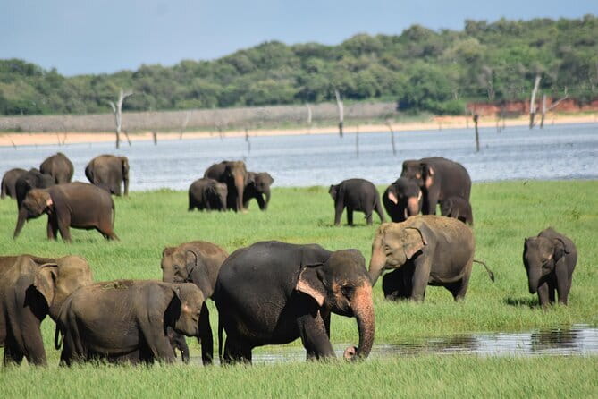 Private Jeep Safari To one of a Best National Park - Hurulu Eco Park, the shorter three-hour visit