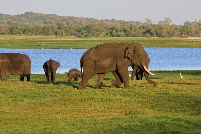 Private Jeep Safari To one of a Best National Park - Minneriya National Park, the four-hour option
