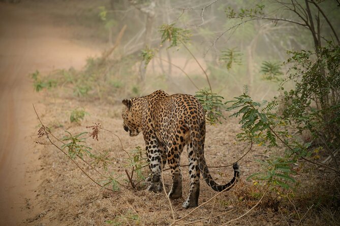 Private Multi Day Sri Lanka Tour with Chauffeur - Key points to know before booking
