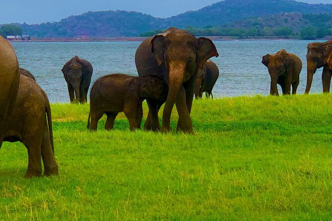 Private Polonnaruwa Ruins & Minneriya Safari Tour from Sigiriya - Hindu and Buddhist monuments side by side