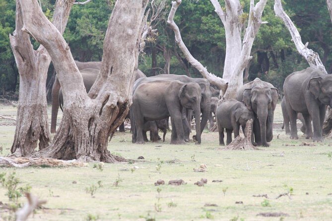 Private Safari Tours in Minneriya National Park - Why Minneriya is such a strong elephant stop